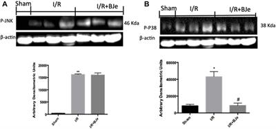 Corrigendum: Anti-inflammatory and antioxidant effects of flavonoid-rich fraction of bergamot juice (BJe) in a mouse model of intestinal ischemia/reperfusion injury